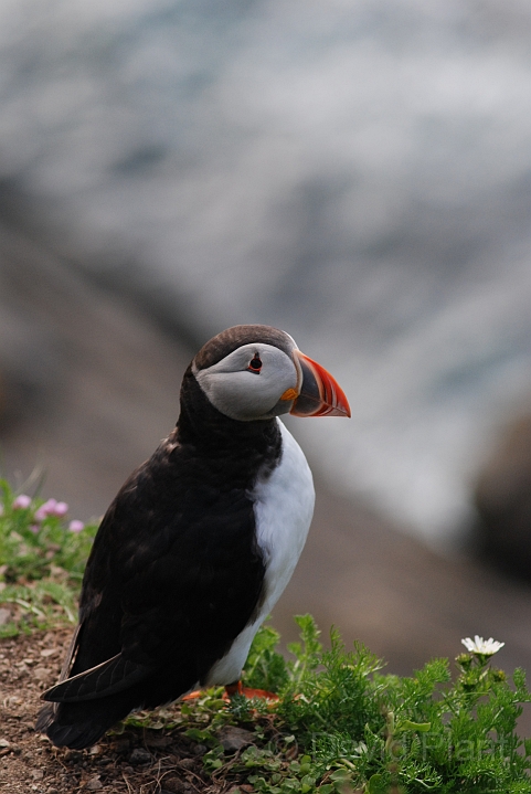 Puffin - F.JPG - Puffin - Shetland Islands